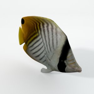 butterfly fish 3D model