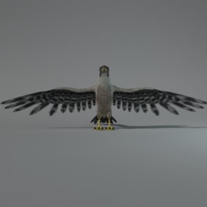 falcon 3D