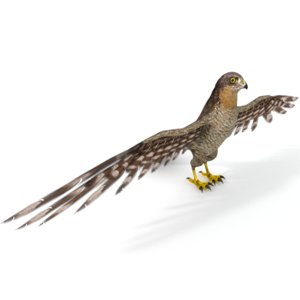 3D model hawk
