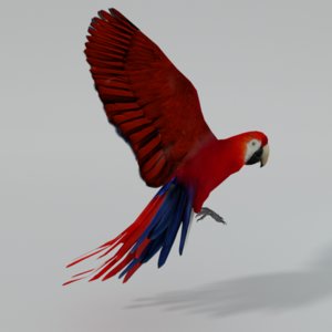 red macaw 3D model