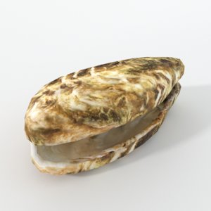 oyster 3D model