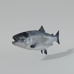 3D salmon model