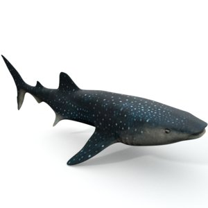 whale shark 3D