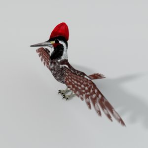 woodpecker wood 3D model