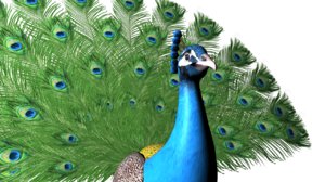 peacock rig 3D