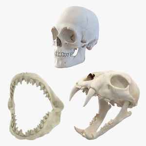 skulls tiger shark 3D model