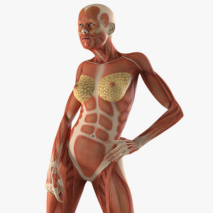 3D model female muscular anatomy rigged