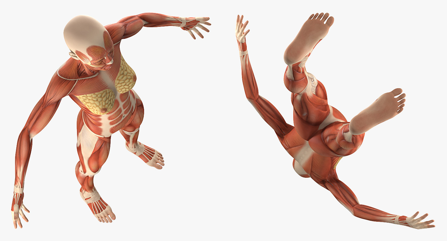 female muscular system anatomy rigged for maya model