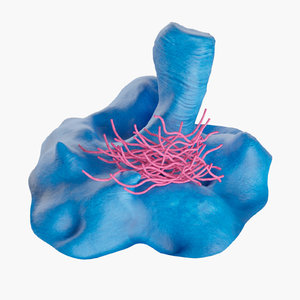 bacterias anthrax 3D model