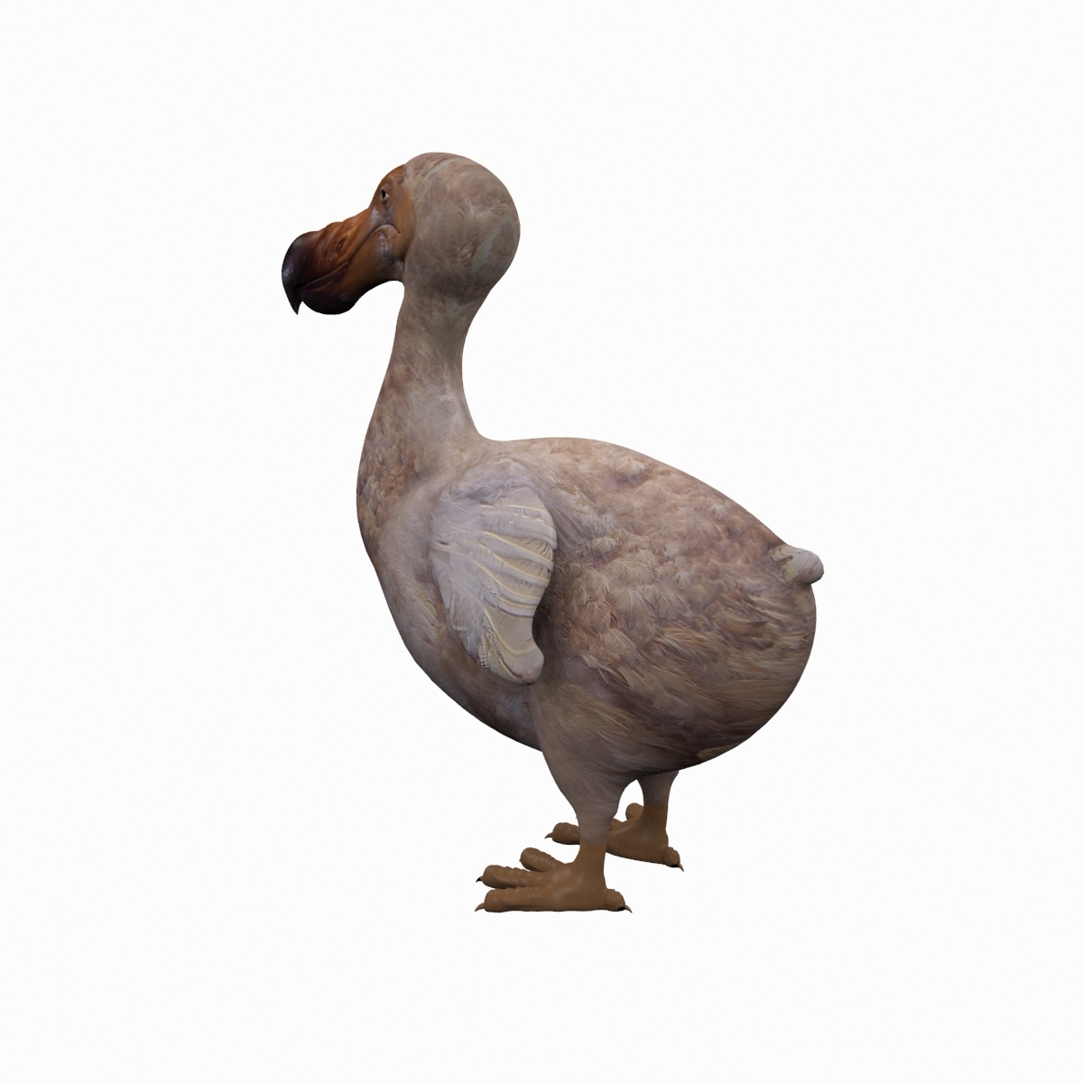 Ptak dodo Model 3D - TurboSquid 1317450