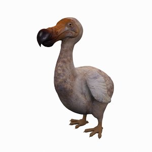 animal dodo bird 3D model