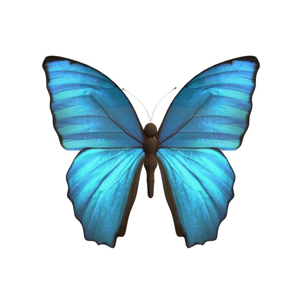 Download 3d Butterfly Turbosquid 1318045