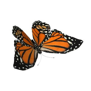 rig butterfly 3D model