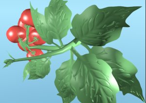 3D model cherry tomato