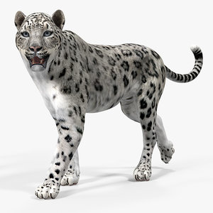 3D model snow leopard rigged