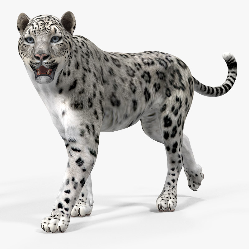 3D model snow leopard rigged TurboSquid 1318422