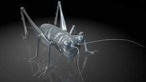 3D model cricket insects