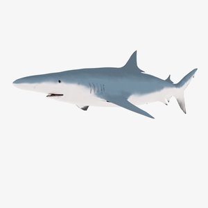 blue shark 3D model