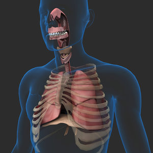 3D human respiratory