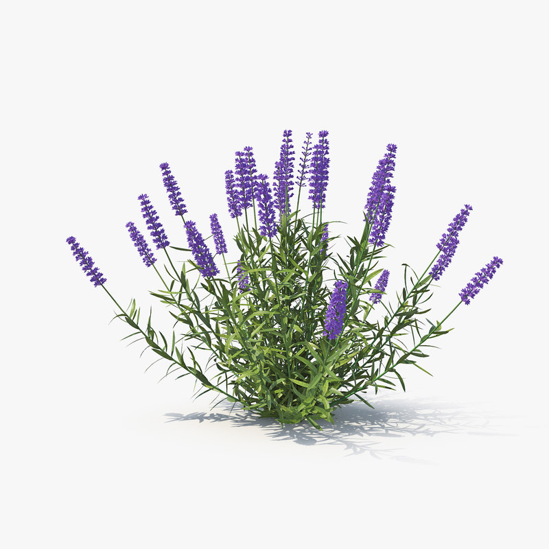 Lavender 3. Лаванда 3d. Модель Лаванда. Лаванда макет. 3d модели Лаванда.