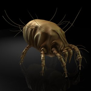 mites insects 3D model