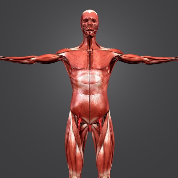 Body Natural Muscles 3d Model Turbosquid