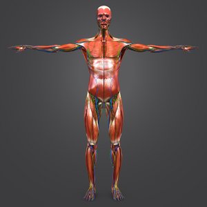 3D body natural muscles lymph