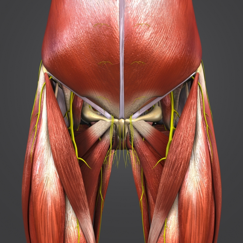 Body muscles nerves skeleton 3D model - TurboSquid 1319788