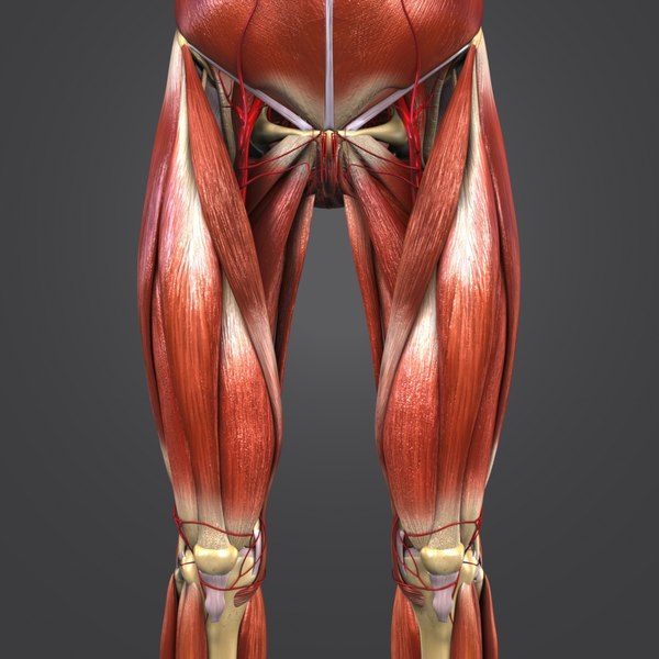 Body muscles arteries skeleton 3D model - TurboSquid 1319790