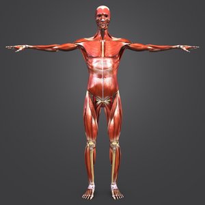body muscles arteries skeleton 3D model