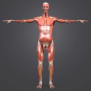 3D body muscles skeleton