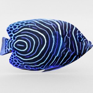 angelfish emperor 3D model