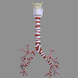 larynx trachea 3D model