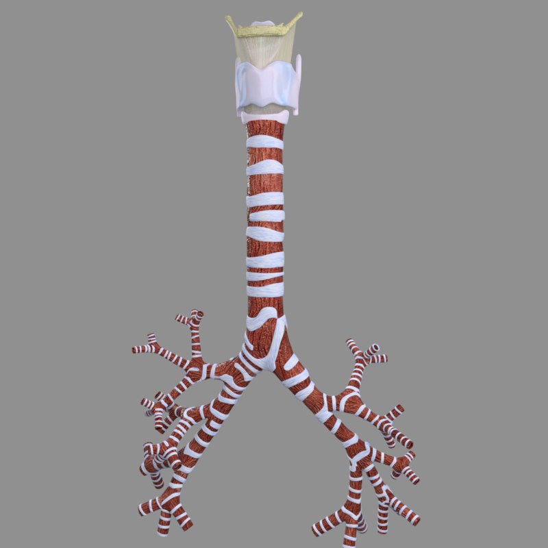 Larynx Trachea 3d Model Turbosquid 1319878