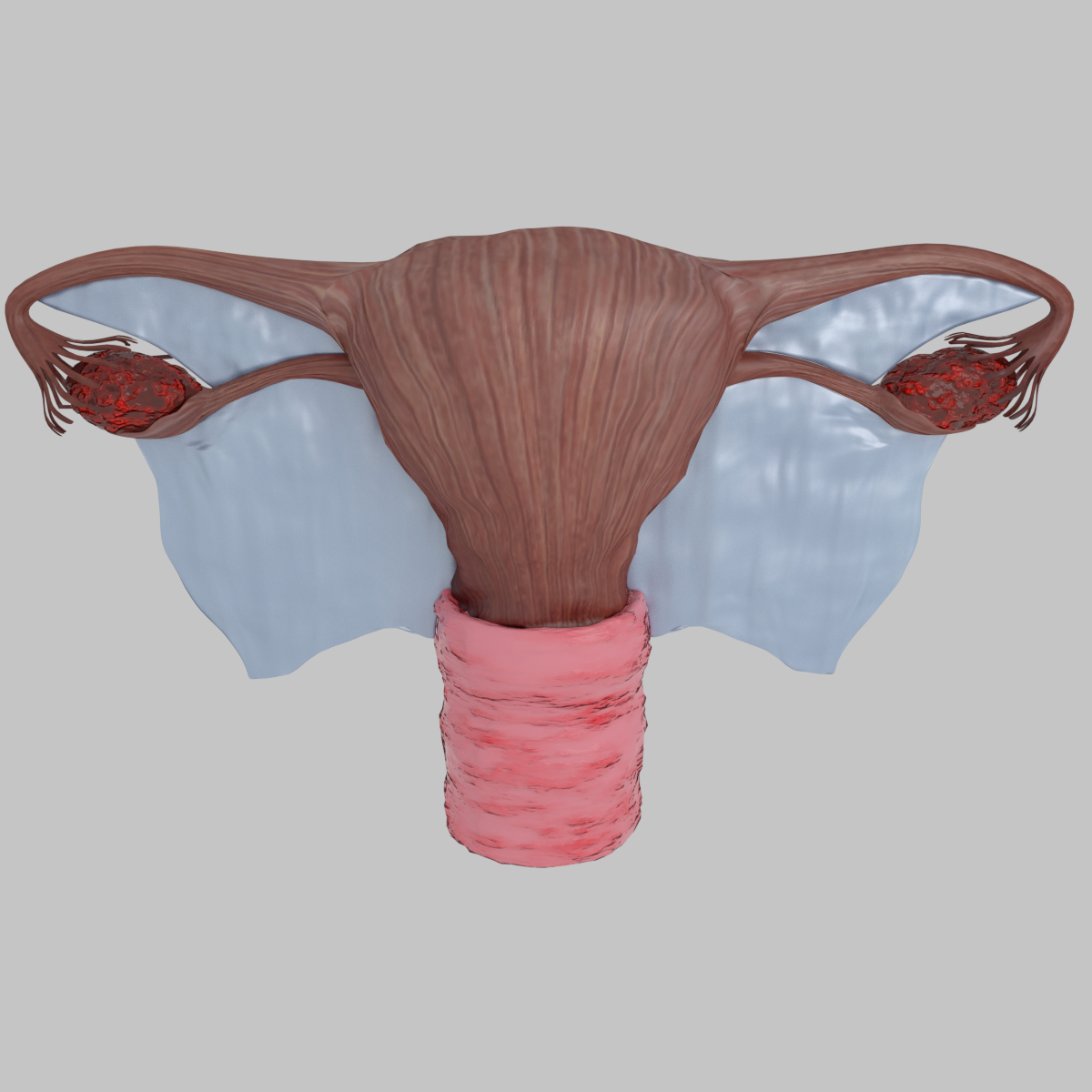 uterus-vagina-ovary-3d-model-turbosquid-1320025