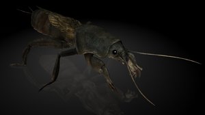 3D mole cricket gryllotalpidae model