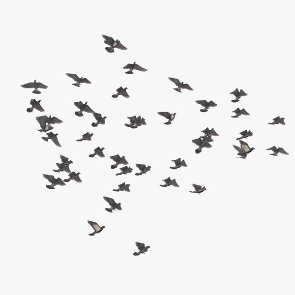 Birds unity. Голубь клипарт. Стая голубей вектор. Стая голубей на прозрачном фоне. Голуби взлетают вектор.