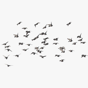 flocking pigeons flying large 3D model