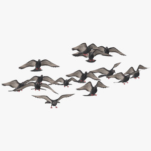 flock flying pigeons small 3D model
