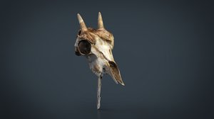 mountain goat skull model