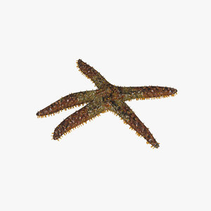 3D starfish star fish model