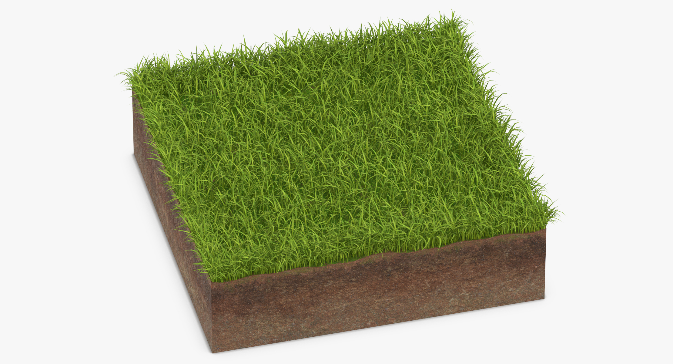 3d Model Grass Cross Section 01 - Turbosquid 1320696