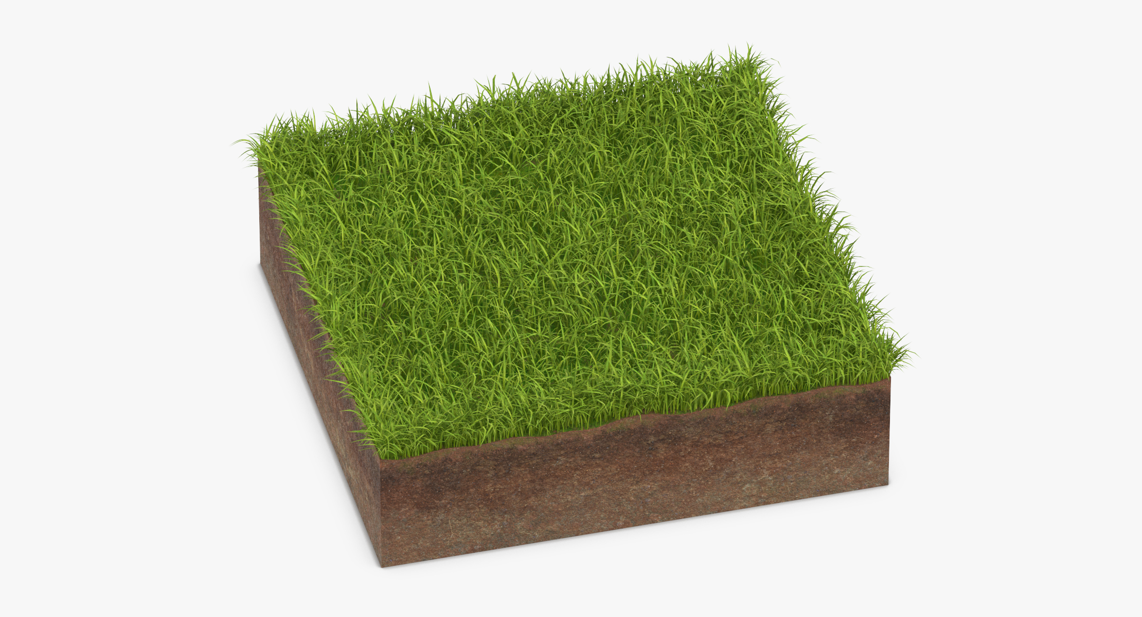 3d Model Grass Cross Section 01 - Turbosquid 1320696