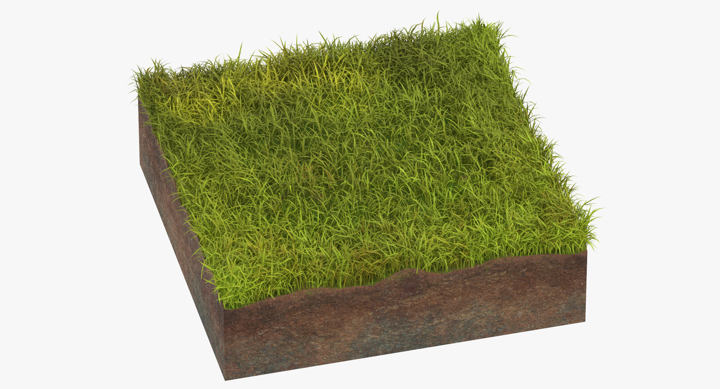 Grass cross section 03 3D model - TurboSquid 1320699