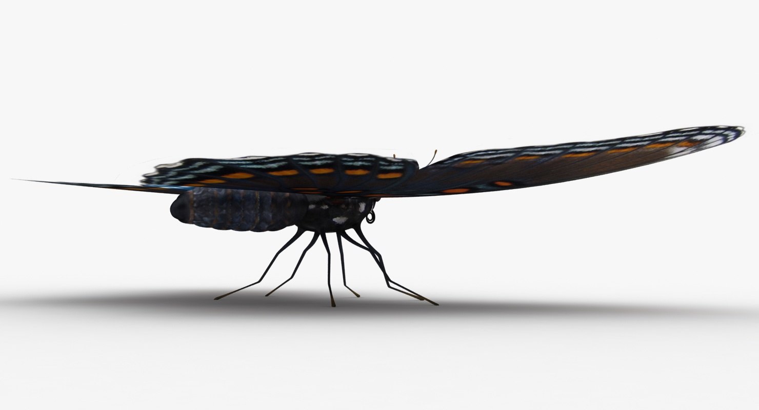 realistic limenitis arthemis 3d model