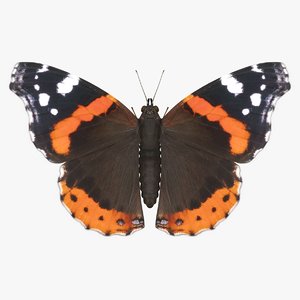 3D realistic red admiral model
