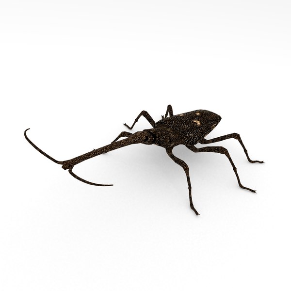 3d new zealand giraffe weevil model