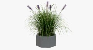 clump pampas grass flower 3D model