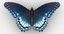 3D mega butterfly model