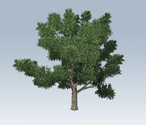 3D model tree environment branches